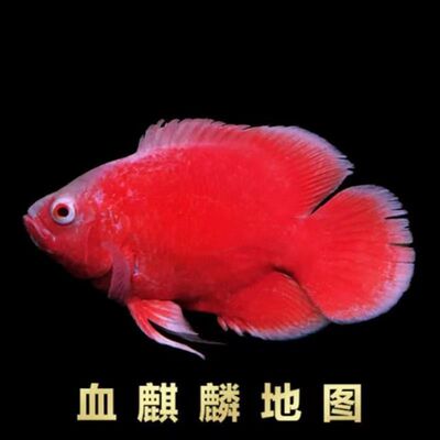 【火麒麟鱼】血麒麟龙缸配鱼