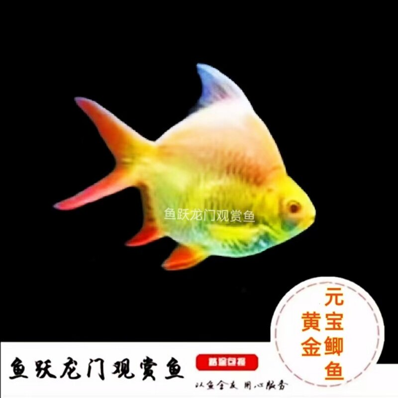 黄金元宝鲫鱼泰国进口元宝鲫鱼龙缸配鱼