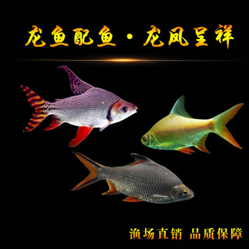 直纹飞凤鱼金凤银凤鲫龙缸配鱼