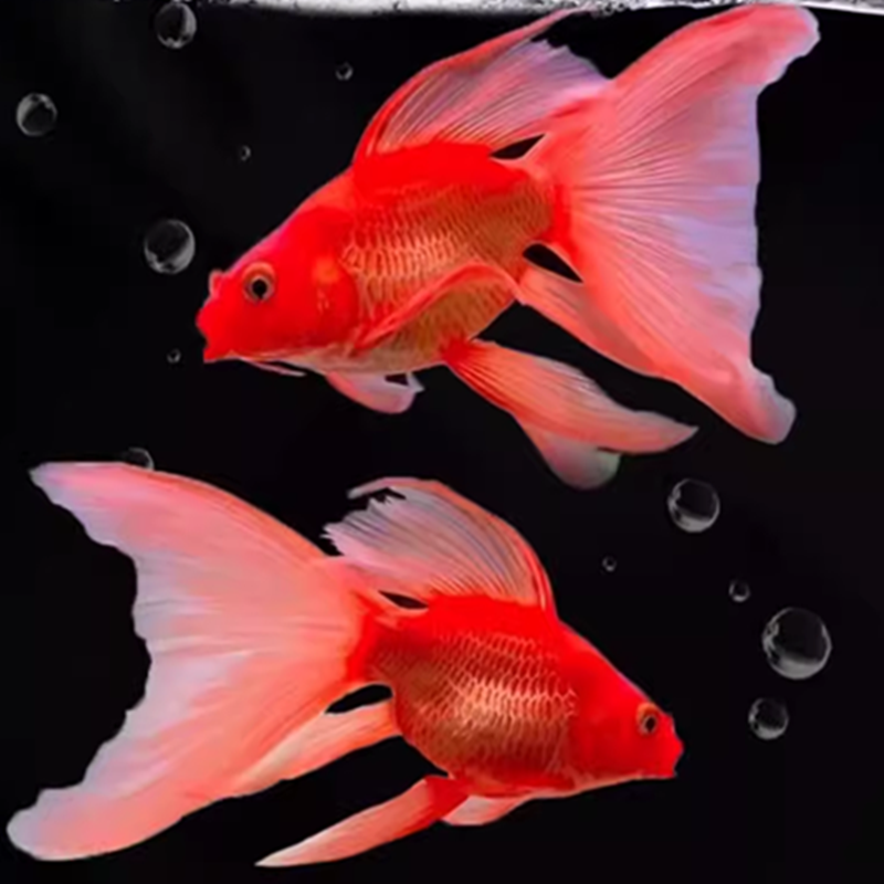 红金蝴蝶鲤鱼全红龙凤蝴蝶鲤火凤凰鱼招财鱼冷水鱼观赏鱼活体