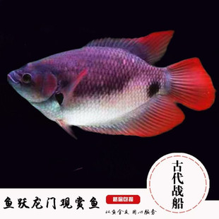 招财鱼热带观赏鱼 红尾招财鱼龙鱼配鱼招财财神鱼活体 古代战船鱼