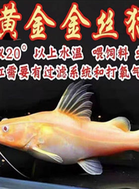 招财猫红尾黄金猫金丝猫鱼