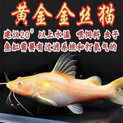 黄金金丝猫鱼龙缸配鱼