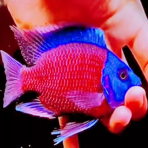 蓝面财神鱼热带鱼龙缸配鱼发色好