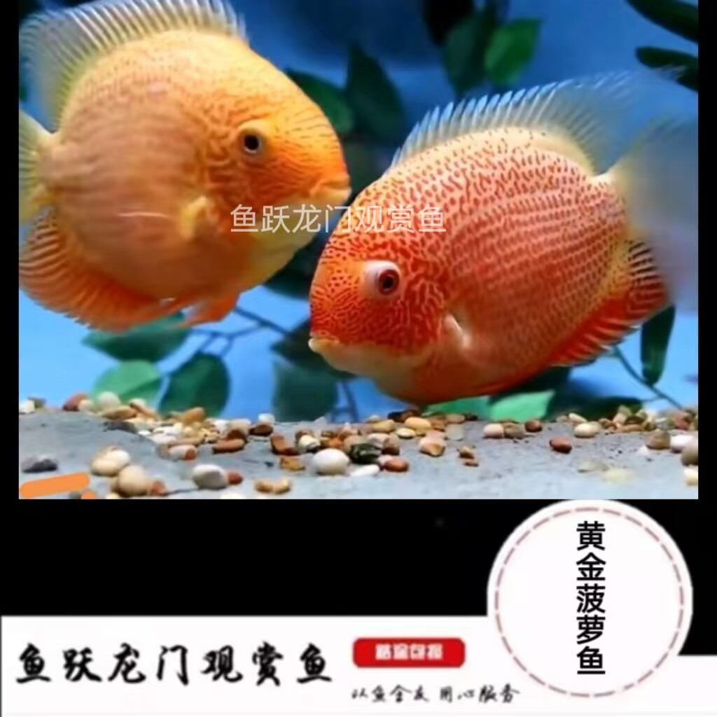 中大型淡水宠物活体鱼热带鱼黄菠萝喷点黄菠萝鱼青菠萝金菠萝鱼