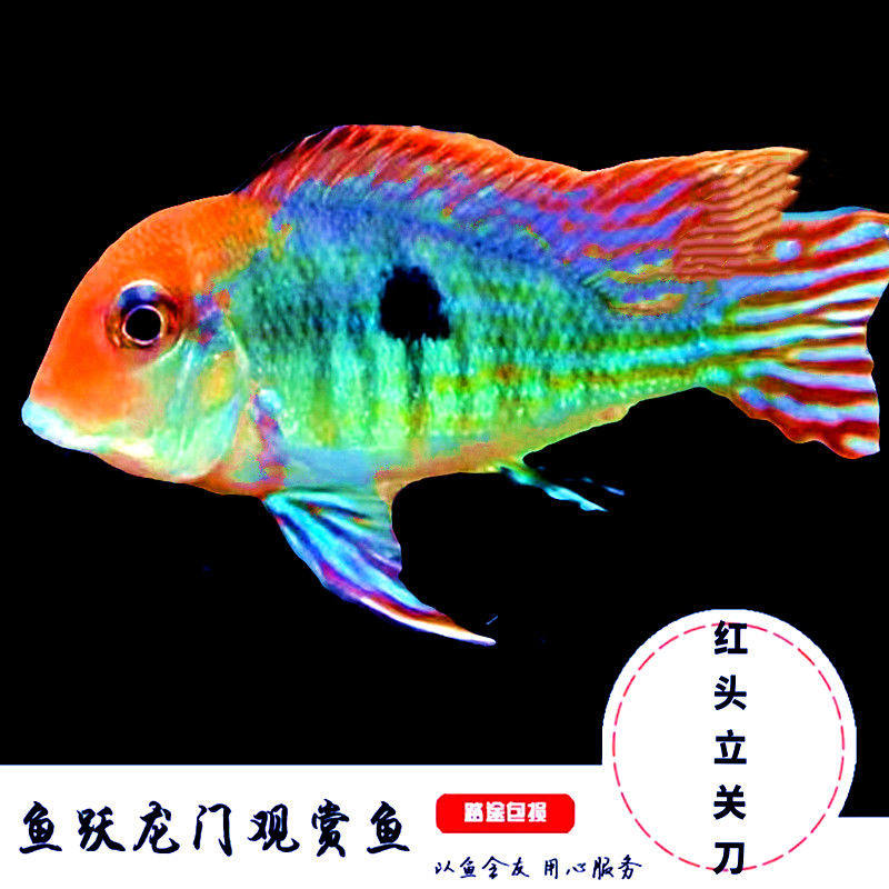 红头立关刀鱼红头力关刀鱼热带鱼龙缸配鱼