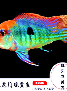 红头立关刀鱼红头力关刀鱼热带鱼龙缸配鱼