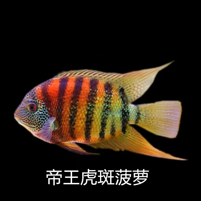 帝王虎斑菠萝鱼喷点红菠萝 红肩绿菠萝鱼活体龙鱼配鱼金菠萝