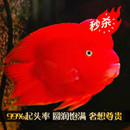 中大型淡水观赏鱼活体热带鱼财神鱼鹦鹉鱼发财鱼台湾财神起头财神