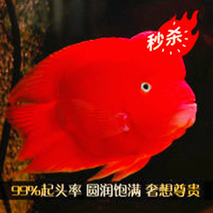 中大型淡水观赏鱼活体热带鱼财神鱼鹦鹉鱼发财鱼台湾财神起头财神
