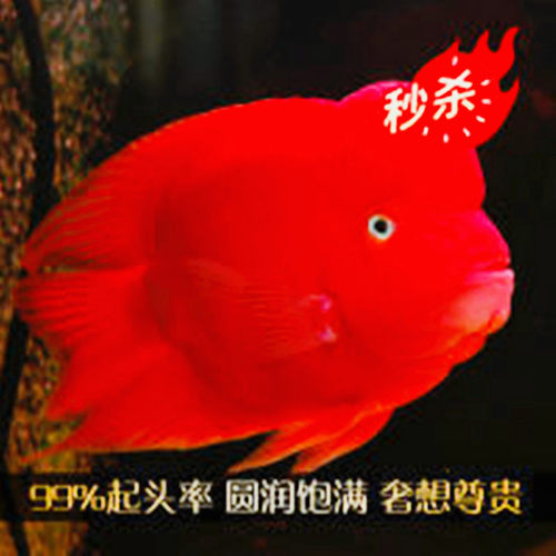 财神鱼鹦鹉鱼起头财神鱼龙缸配鱼