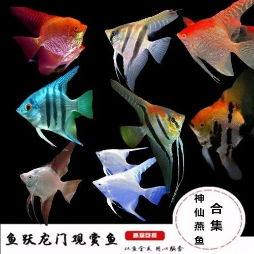 七彩神仙鱼燕鱼埃及钻石红头燕鱼