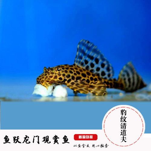 豹纹清道夫鱼工具鱼清理鱼缸粪便