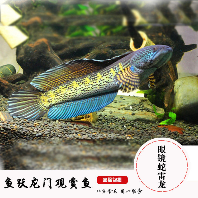 黄金眼睛雷龙 眼睛雷龙 雷龙鱼高鳍黄金雷龙鱼观赏鱼活体雷龙鱼