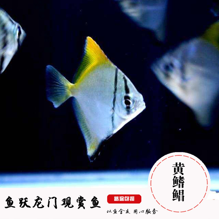 黄鳍鲳鱼群游鱼龙缸配鱼