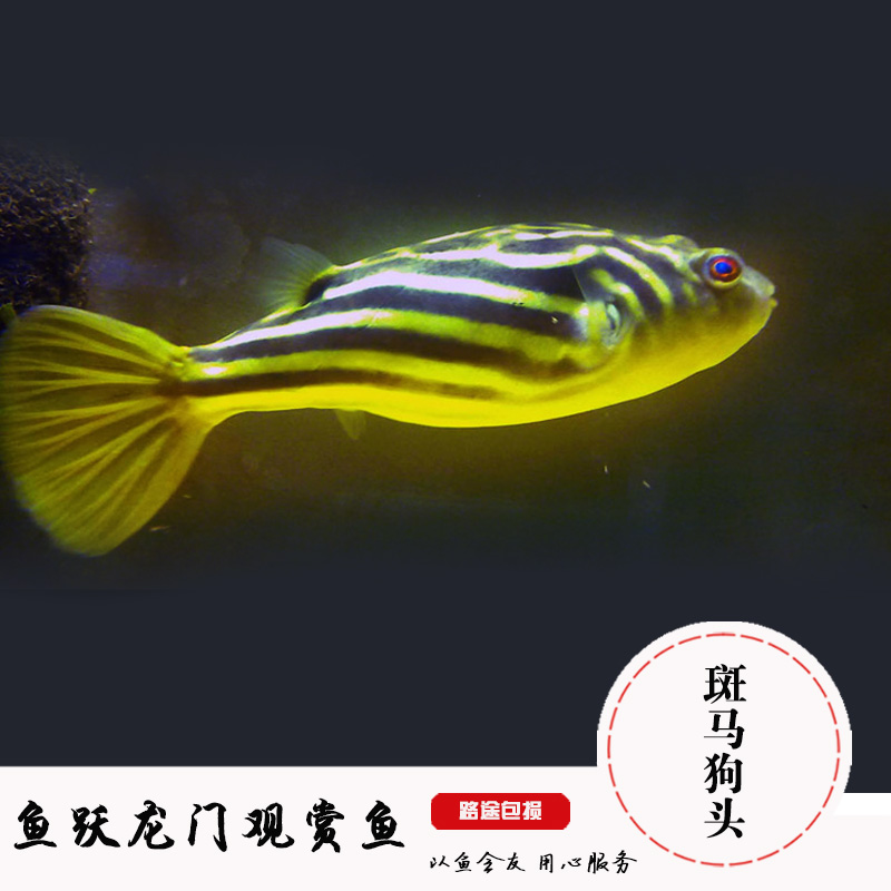 南美猛鱼热带鱼河豚鱼斑马狗头鱼