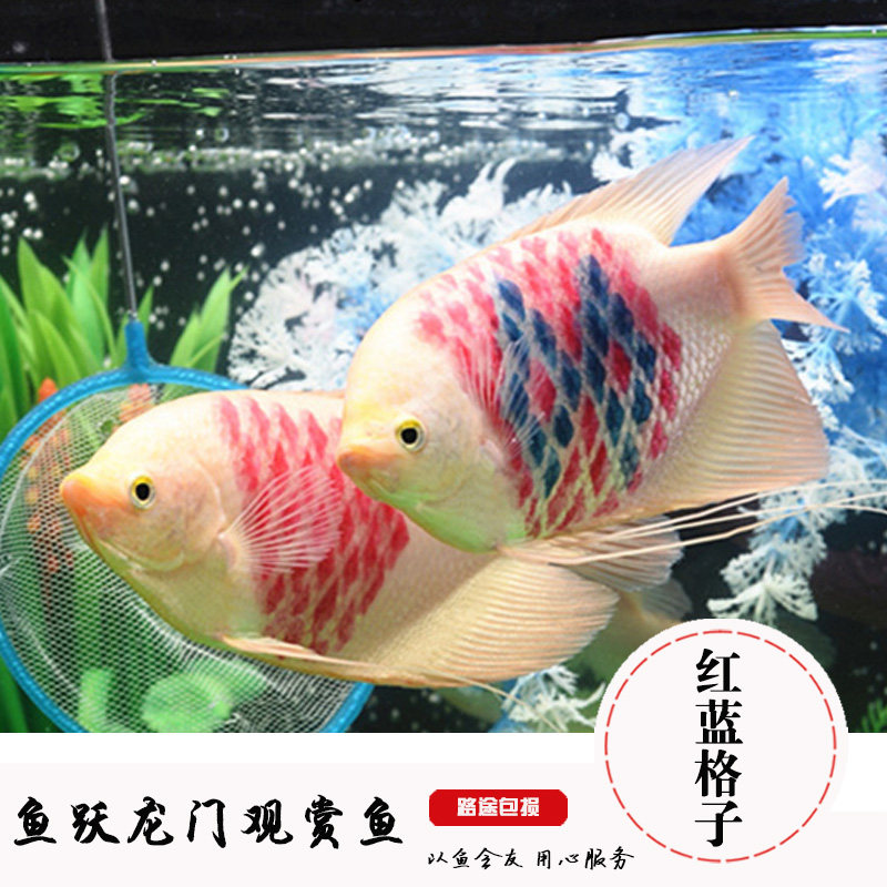 热带观赏鱼红蓝格子招财鱼 梅花战船鱼白招财古代战船鱼龙鱼配鱼