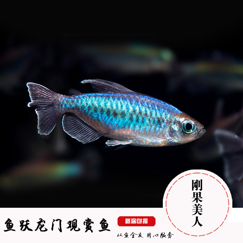 刚果美人鱼草缸鱼苹果美人石美人鱼小型灯鱼淡水鱼热带观赏鱼活体