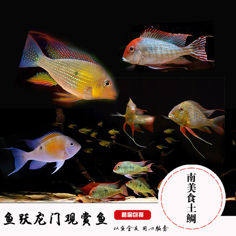 关刀宝石鱼 蓝宝石关刀 赫氏萎鳃丽鱼百科图片 饲养繁殖 雌雄鉴别 Sbike 关刀宝石鱼 蓝宝石关刀 赫氏萎鳃丽鱼百科图片 饲养繁殖 雌雄鉴别 Sbike