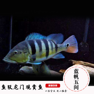 蓝帆五间鱼蓝帆眼斑鱼皇冠三间巴西亚霹雳马横带七间观赏鱼活体鱼
