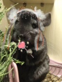 星姐龙猫25年头岔苜蓿草兔子豚鼠龙猫粮草牧草营养毛重1000g1kg