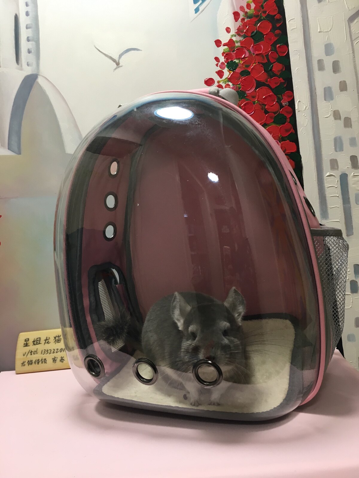 星姐龙猫带上宠物狐獴丁满包便携包太空舱透明双肩背包龙猫兔子