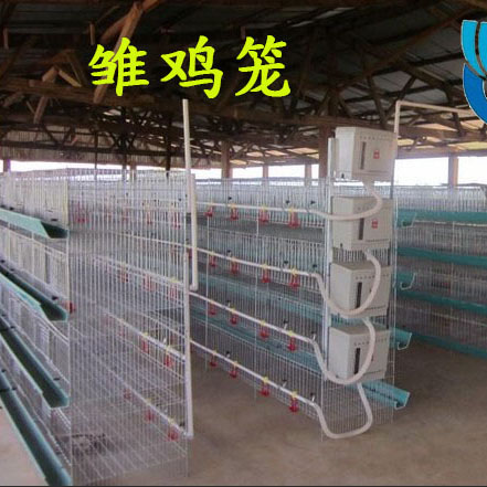 加粗鸡笼育雏立式养殖保温