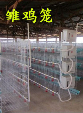 加粗鸡笼育雏立式养殖保温