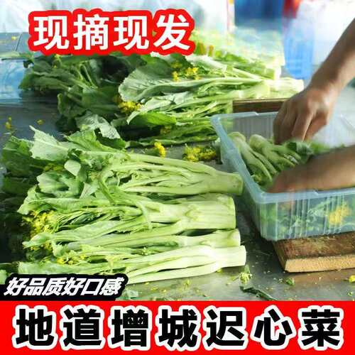广东增城特产迟菜心蔬菜顺丰包邮