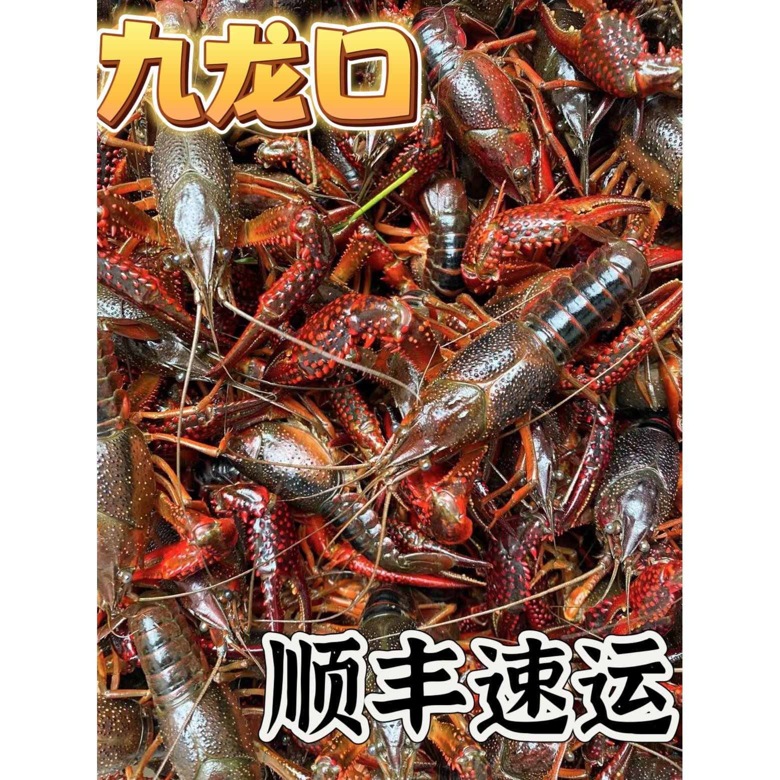 鲜活小龙虾清水活虾3斤789钱新鲜水产九龙口活体淡水大龙虾包邮
