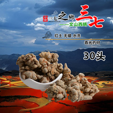 30头文山春产地直销金不换包三七头1