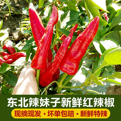 红辣椒现摘现发产地直发