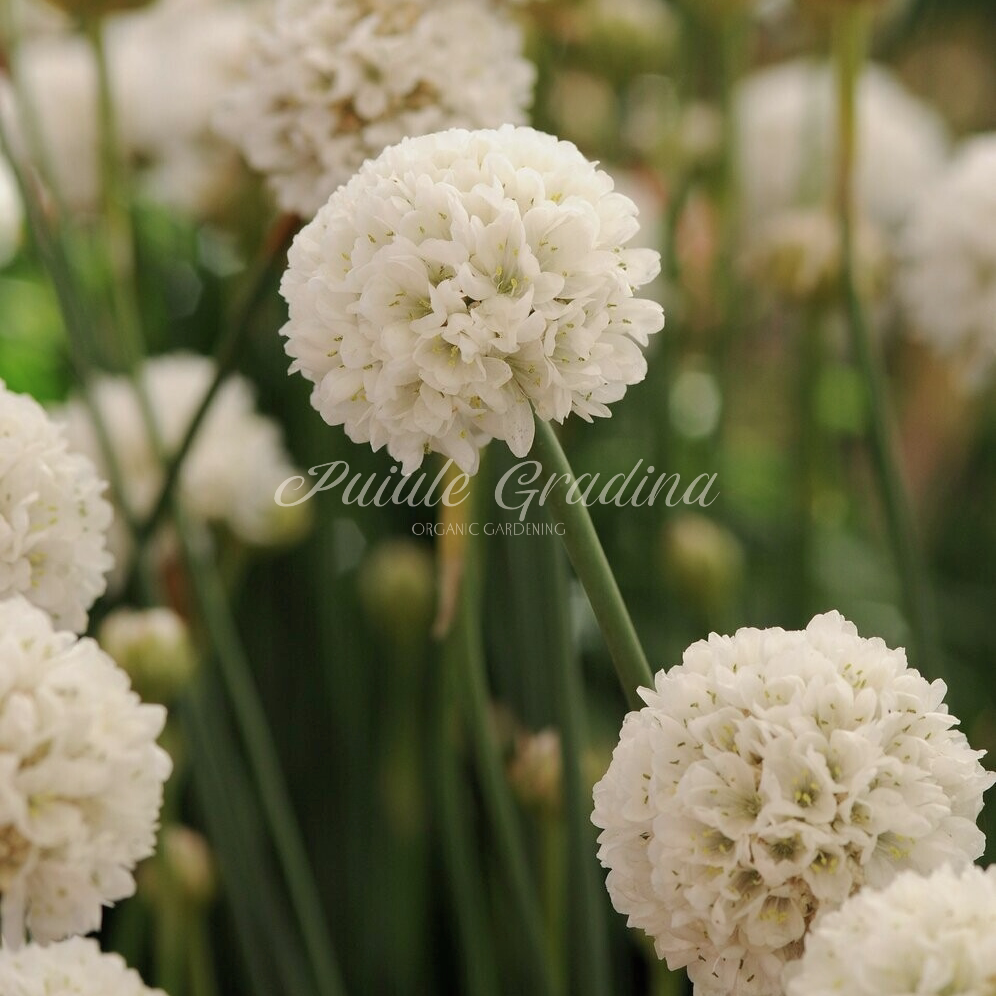 侘寂花园 芭蕾伶白 海石竹armeria pseudarmeria梦幻花境耐寒植物