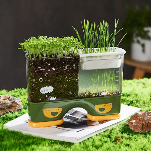 儿童植物观察箱透明小盆载种菜盒