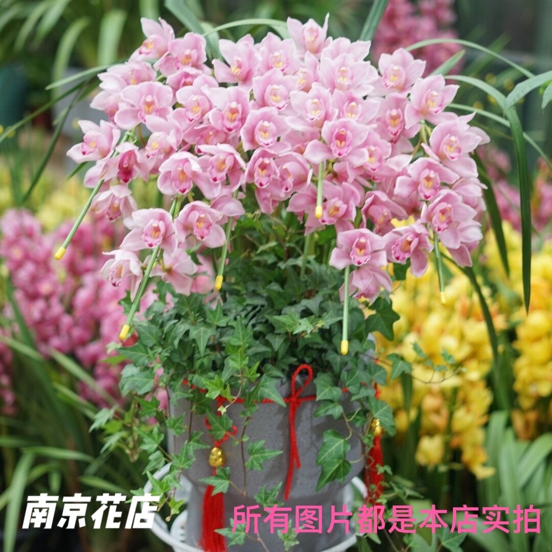 新年年宵花卉盆景紫色蝴蝶兰盆栽南京鲜花市区免费配送南京江宁区