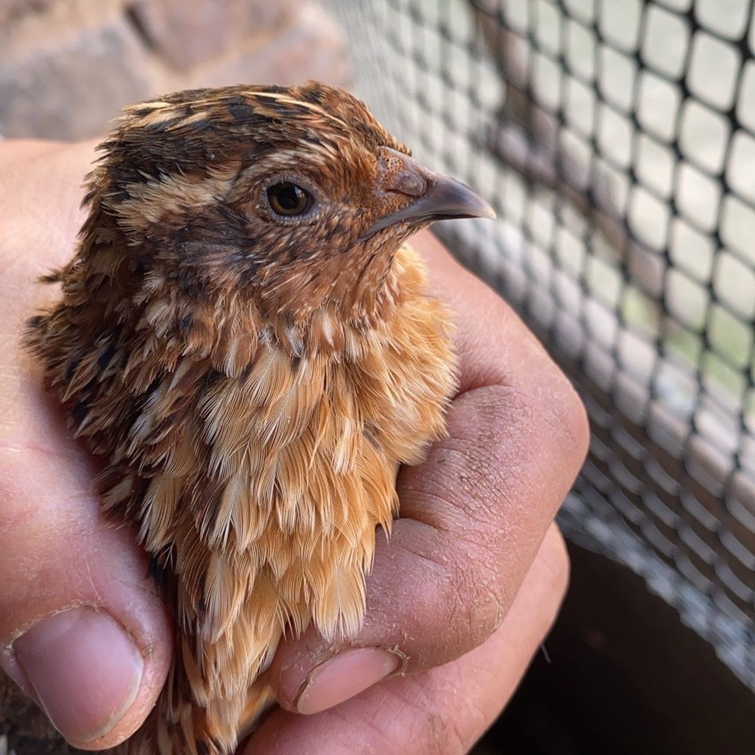 鹌鹑活苗下蛋宠物活体青年活物生头繁殖斗鹌鹑宠物鸟养殖巨型包活