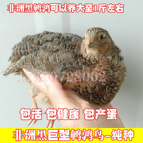非洲黑鹌鹑熊猫白羽鹌鹑活体巨型沙维鹌鹑鸟活物阳台养宠物下蛋