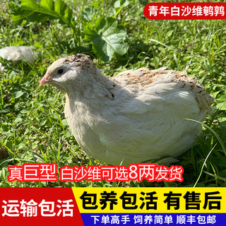 白沙维鹌鹑活体天天产蛋繁殖鹌鹑鸟活物阳台饲养宠物黄羽鹌鹑活苗