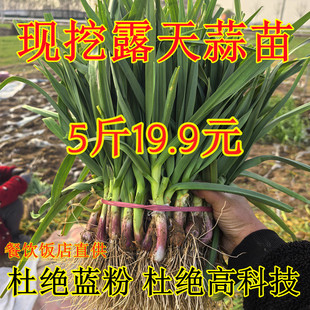 新鲜蒜苗大蒜紫红皮大蒜叶青蒜农家自种5斤当季蔬菜现挖现卖露天