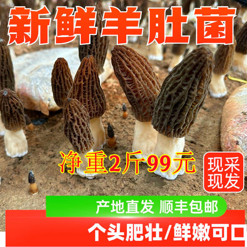 新鲜羊肚菌新鲜的头茬精选羊肚菌鲜货牛肚菌野生菌菇顺丰包邮