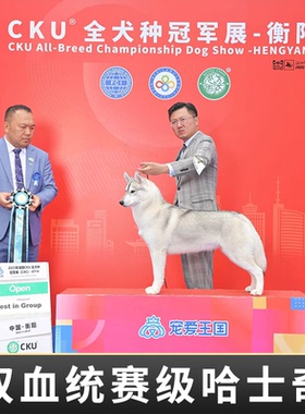 双血统纯种烟灰梦幻黑色眼睛赛级净桃十字脸哈士奇幼犬宠物狗