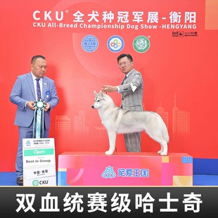 双血统纯种烟灰梦幻黑色眼睛赛级净桃十字脸哈士奇幼犬宠物狗