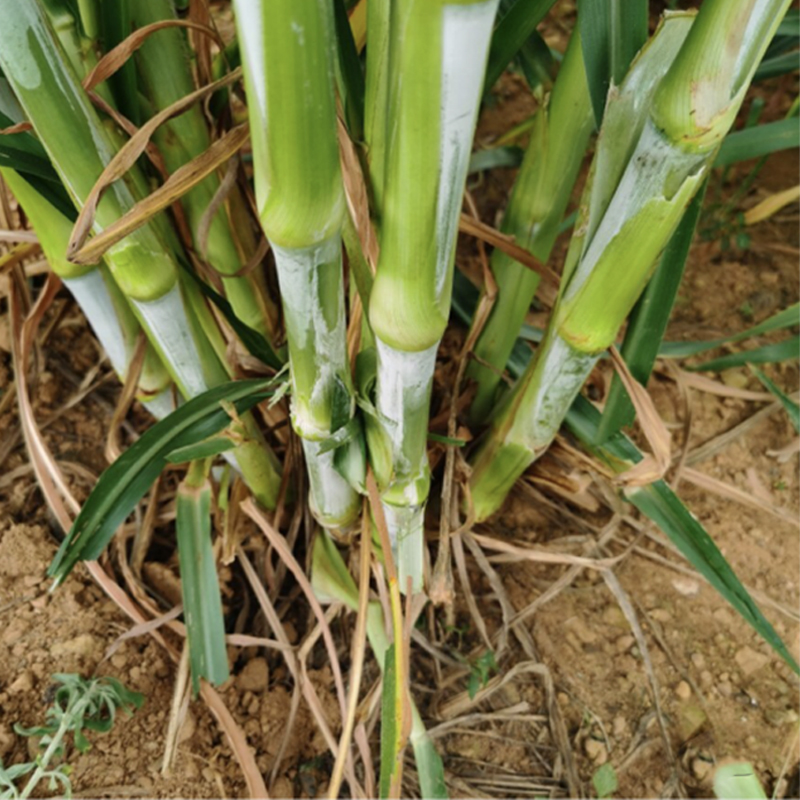 无毛甜象草牧草种子高产巨菌草种节新型皇竹草牛羊适口好桂牧一号