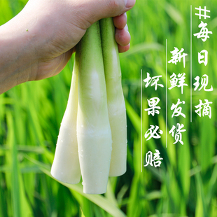 特级新鲜农家茭白产妇月子下奶高笋水笋茭瓜时令蔬菜交白3斤 包邮