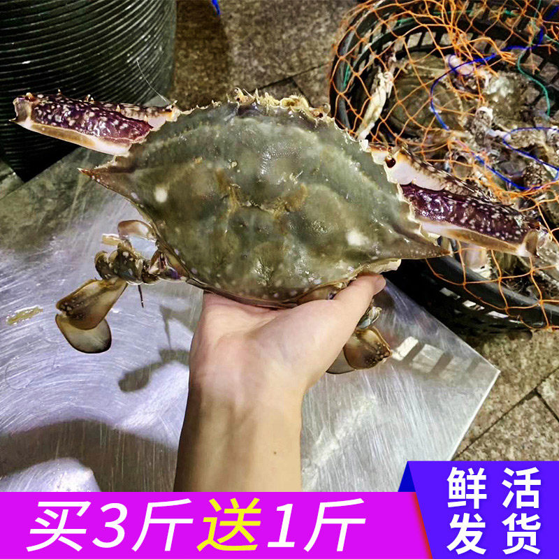 【4斤7-9只】舟山梭子蟹鲜活水产海捕大白蟹公蟹新鲜螃蟹海蟹飞蟹