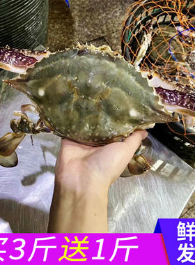 舟山海鲜梭子蟹鲜活水产