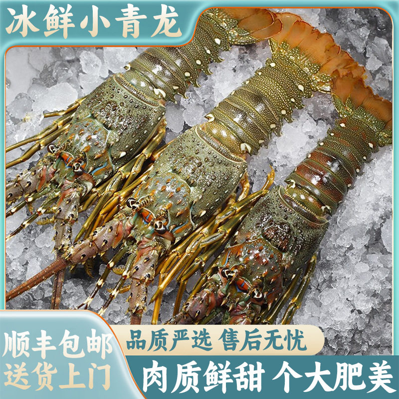 新鲜小青龙海捕龙虾速冻越南大龙冻虾