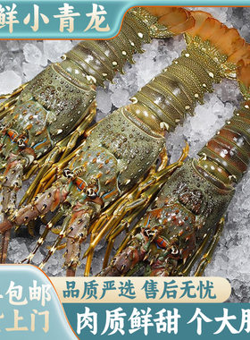 新鲜小青龙海捕龙虾速冻越南大龙虾100-200g/只海鲜水产顺丰包邮