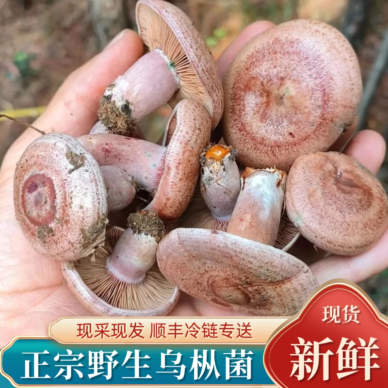野生乌枞菌新鲜枞树菌三九菇寒菌雁来蕈松乳菇松树菇九月香重阳菌