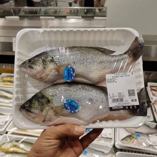现买冰鲜千岛湖三去鲈鱼 去内脏 海鲜河鲜 烧烤 costco代购开市客